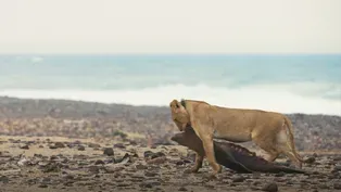 Extraordinary Lion Behavior Caught on Camera