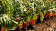 French Magnolia Cooks: Greens & Compost