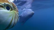 Baby Dolphin Meets 'Spy Nautilus'