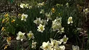 Volunteer Gardener 3118