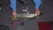 Topwater Stripers, Growing Stripers, New Technology for Native Wildlife