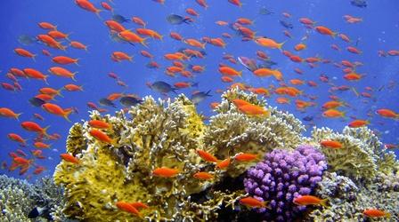 Video thumbnail: PBS NewsHour Future of ocean life is bleak if we don't cut emissions