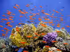 Future of ocean life is bleak if we don't cut emissions