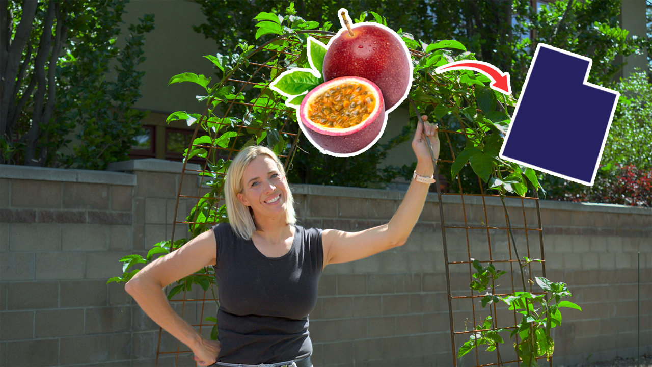 If you want to grow passion fruit, all you need is some patience, space, and of course, passion.