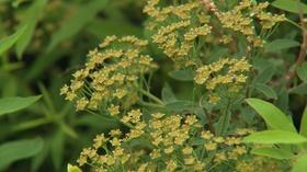 Video thumbnail: Backyard Farmer Backyard Farmer: Keep Ticks Off and Pruning Flowering Shrubs