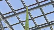 Guien the Agave Is Nearing Conservatory’s Glass Ceiling
