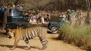 Behind the Scenes: The Fight to Save India’s Tigers