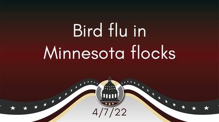 Video thumbnail: Your Legislators Bird Flu in MN Flocks