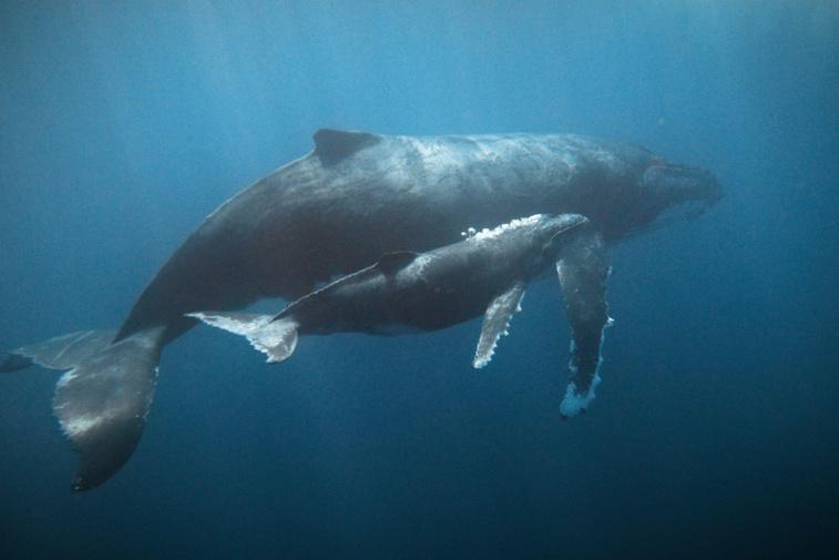 The Songs of Strangers Poster