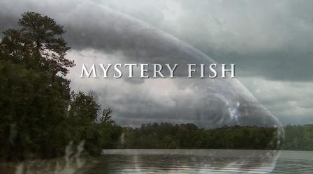 Video thumbnail: Georgia Outdoors Mystery Fish