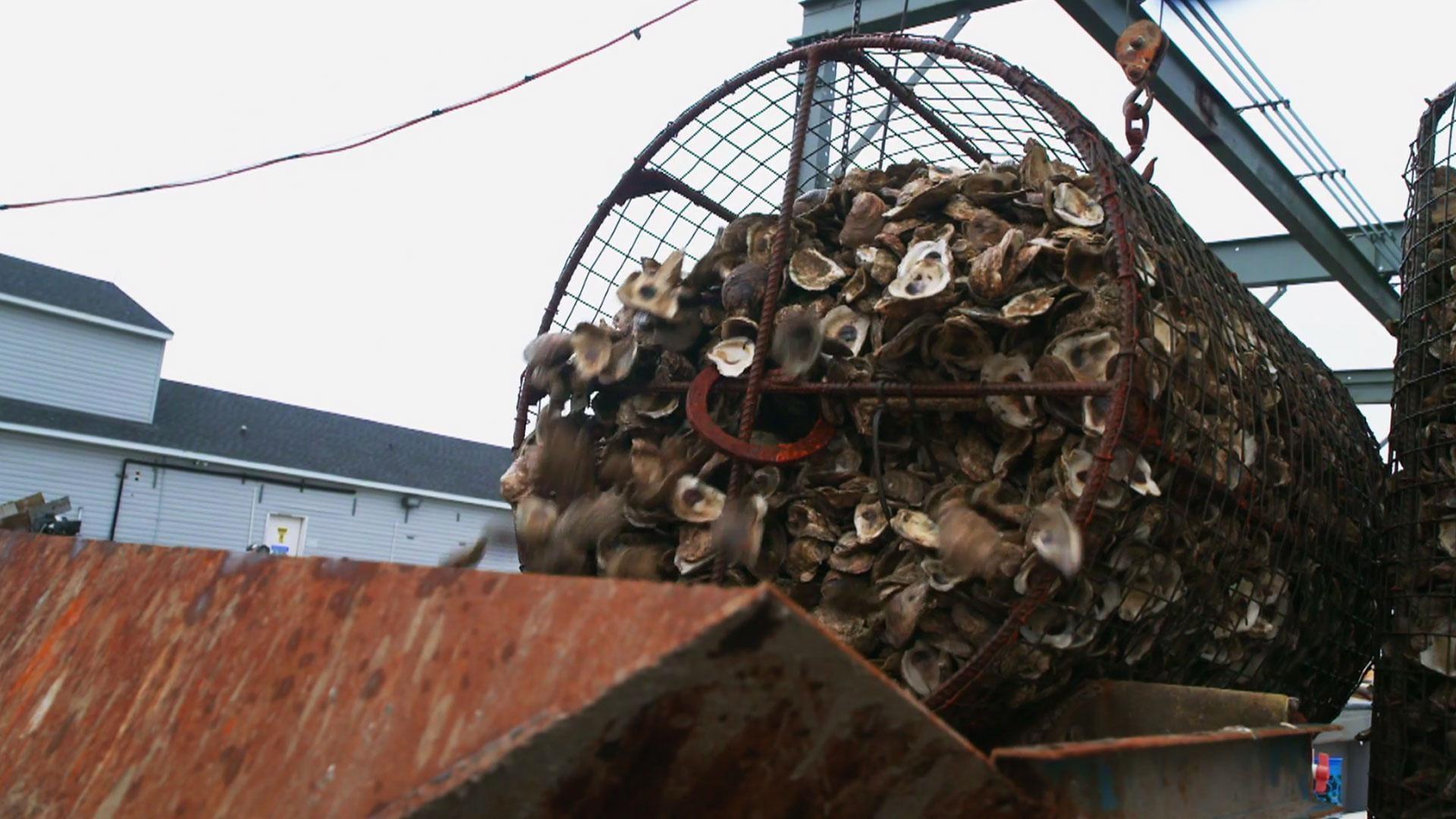 Leopold Award Winners; Private Lab Grows Shellfish; Oysters Rockefeller with an Eastern Shore Twist.