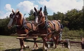 Farming W/Horses/Herbs/Ginseng