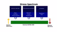 Stress and Our Immune Systems