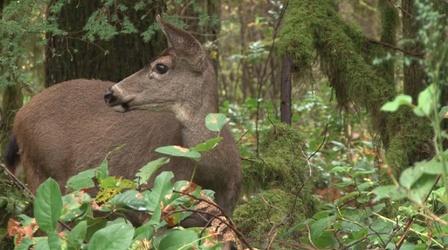 Video thumbnail: Untamed Our Wild Neighbors