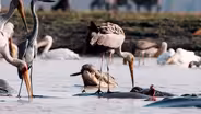 How Birds and Crocs Work Together to Trap Fish