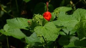 Video thumbnail: Central Texas Gardener Hummingbird Plants & Backyard Native Micro-Prairie