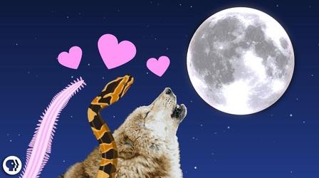 Video thumbnail: Be Smart The Romantic Lure of Moonlight