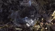 Critters Don't Need Litter