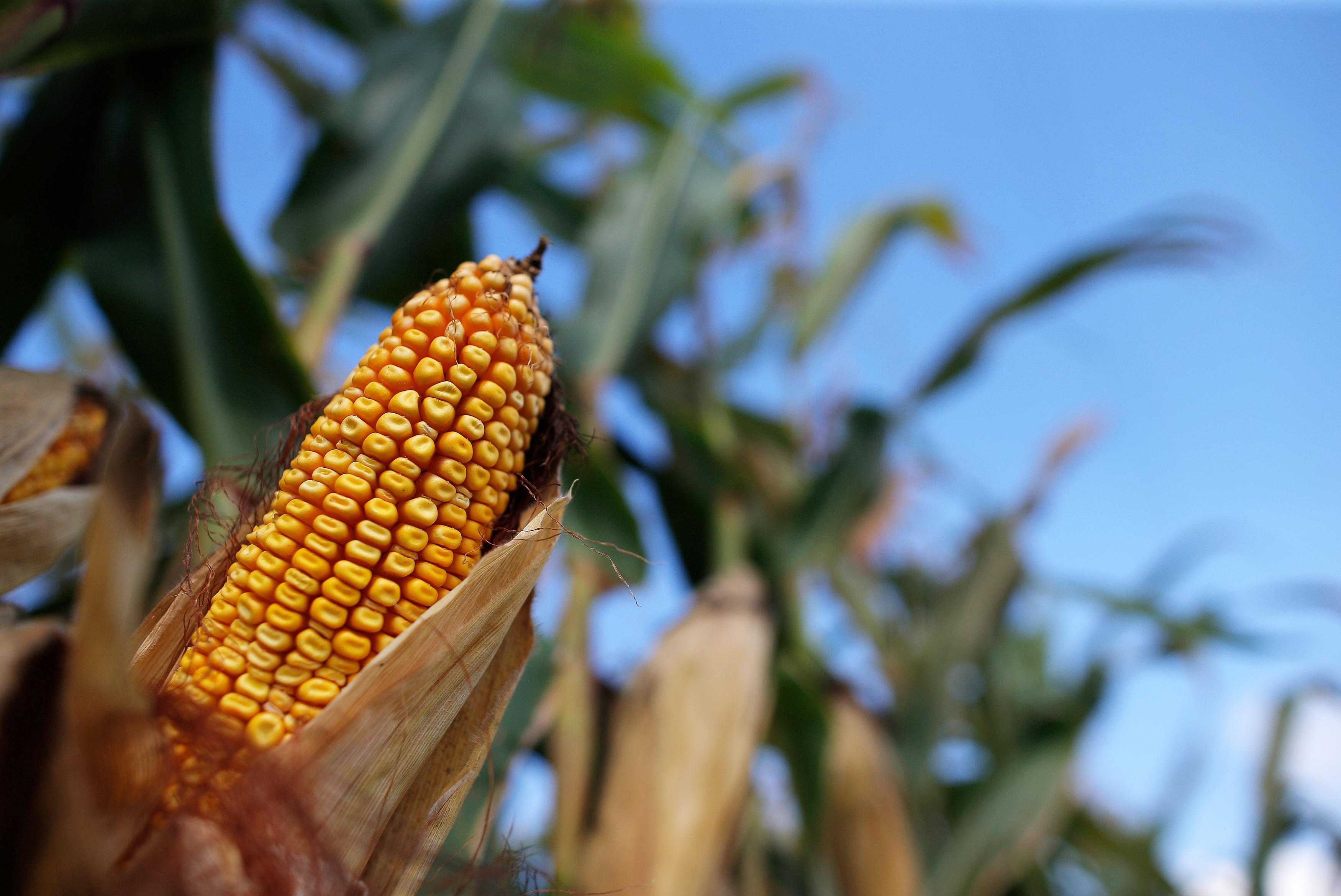 Tough times and tumbling prices test Midwestern farmers