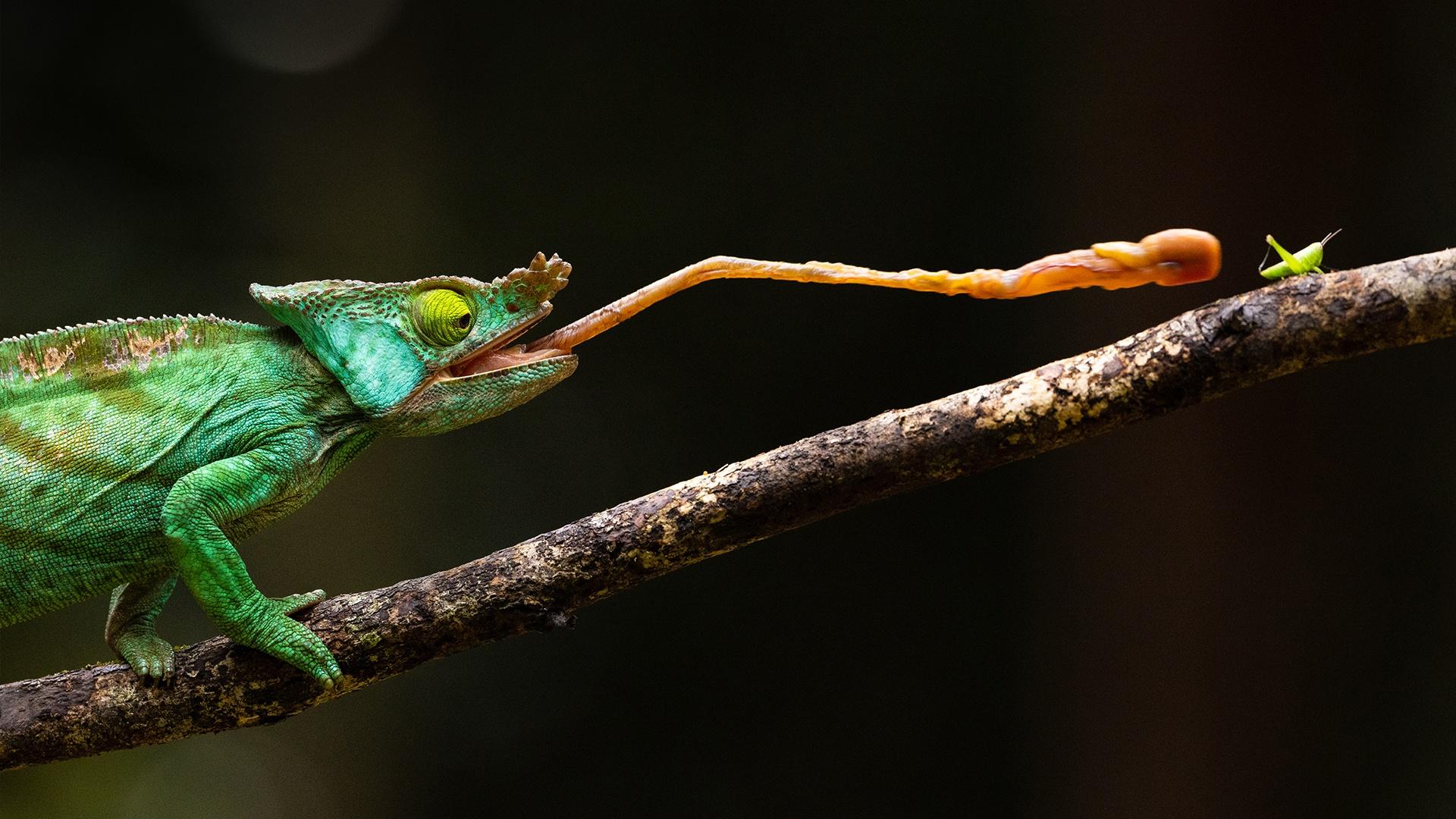The Chameleon Queen | In Her Nature
