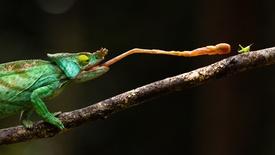 The Chameleon Queen | In Her Nature: asset-mezzanine-16x9