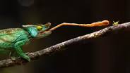 The Chameleon Queen | In Her Nature