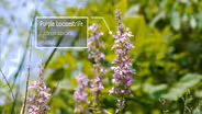 Purple Loosestrife