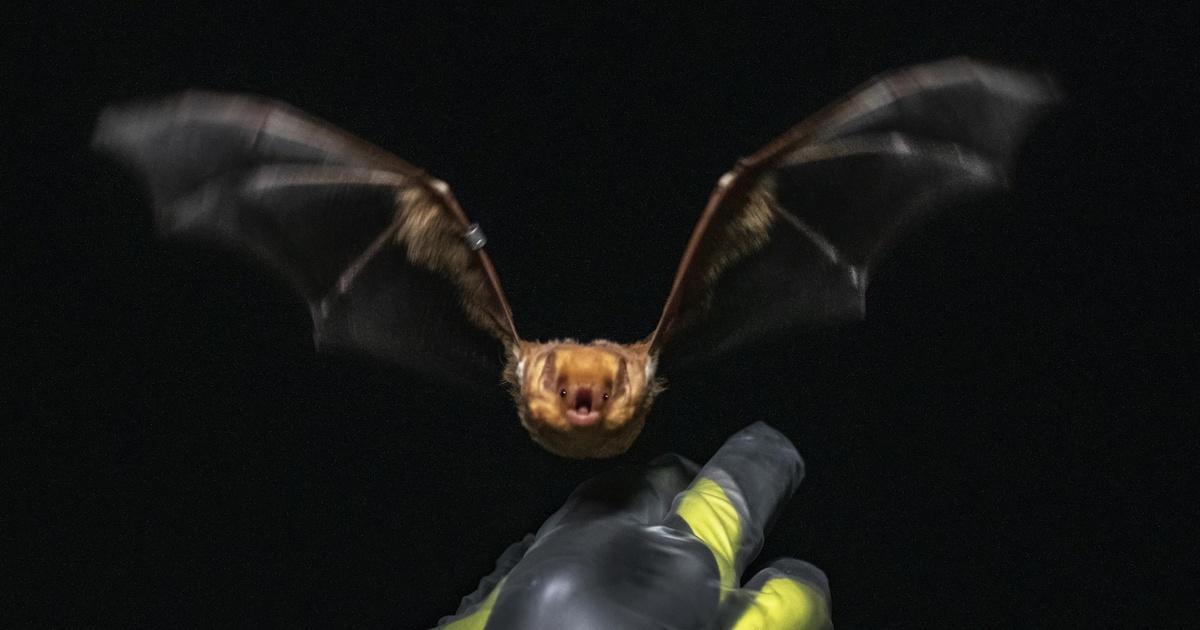 Chasing Frames with Tamara Lackey | Bat Blitz | PBS