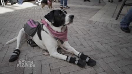 Video thumbnail: Your South Florida Season of Giving (Peggy Adams Animal Rescue League)
