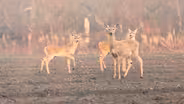 Danny's Deer and Offal Wildlife Viewing