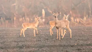 Danny's Deer and Offal Wildlife Viewing