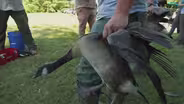 Surprise Fishing Trip, Geese Roundup, and More
