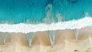 Dusky Sharks Congregate to Feed