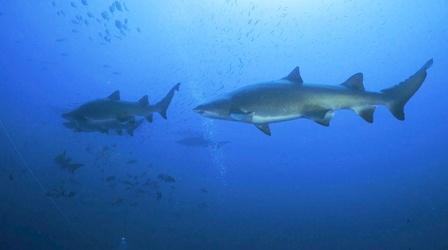 Video thumbnail: SCI NC Sharks on Shipwrecks