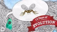 Have We Ever Seen Evolution Happen - 12 Days of Evolution #3