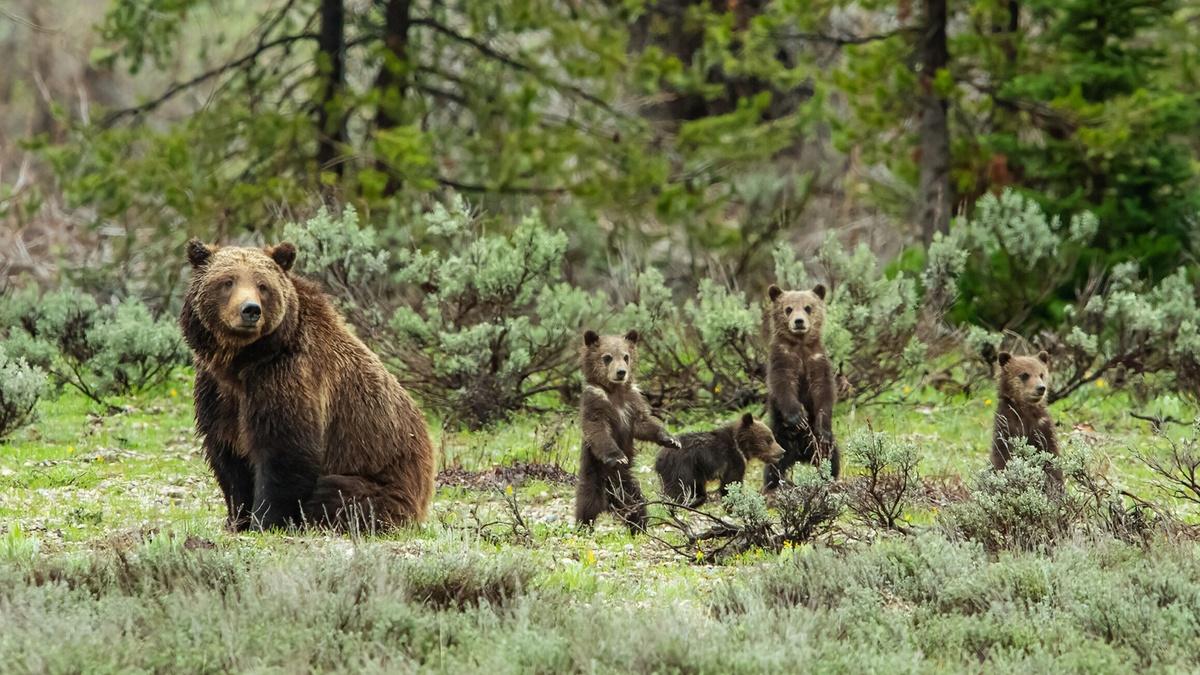 Meet the Most Famous Grizzly in the World | Nature | NJ PBS