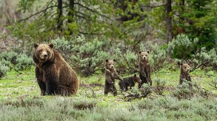 Video thumbnail: Nature Meet the Most Famous Grizzly in the World