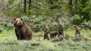 Meet the Most Famous Grizzly in the World