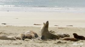 Video thumbnail: SciTech Now North Carolina Sensor Bugs, Sea Lions & Antarctic Ice sheets