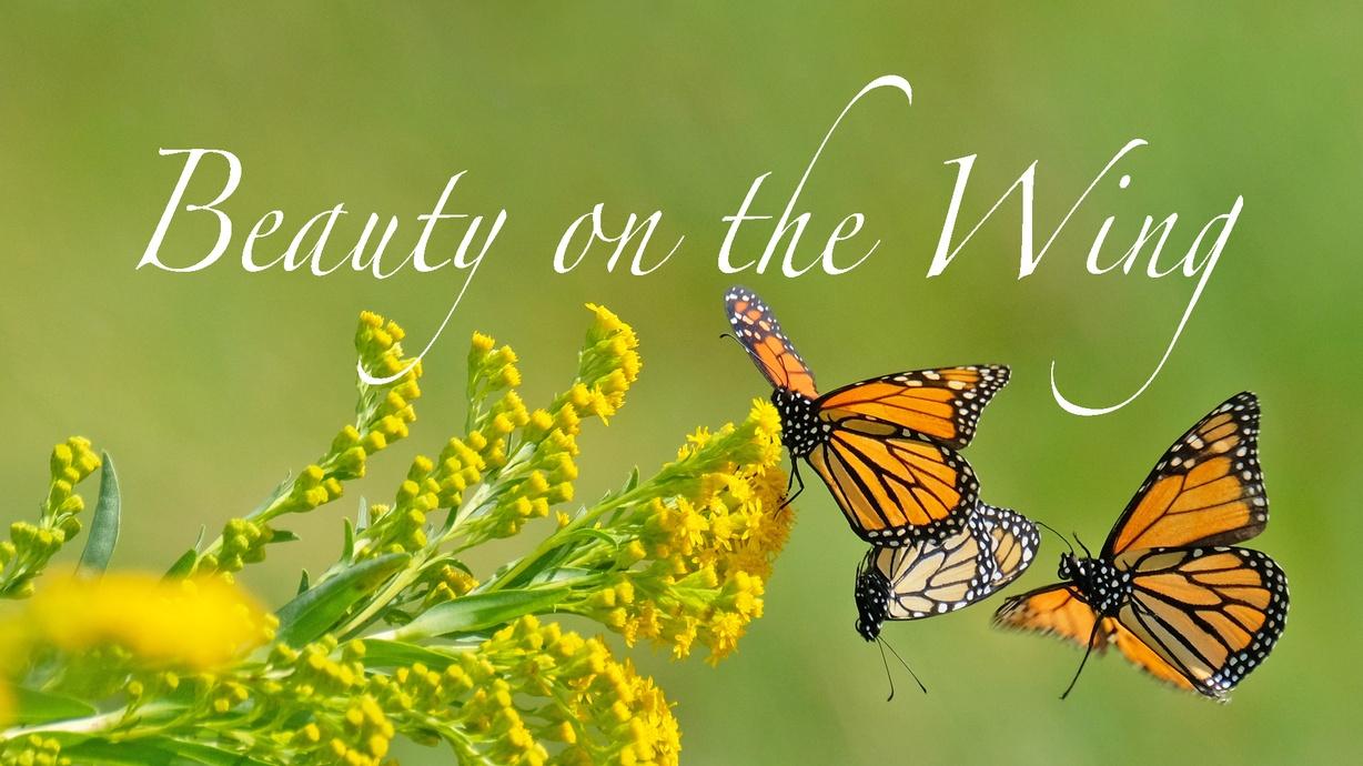 beauty on the wing life story of the monarch butterfly