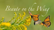 Beauty on the Wing: Life Story of the Monarch Butterfly