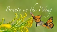 Beauty on the Wing: Life Story of the Monarch Butterfly