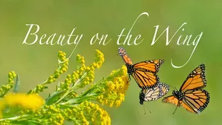 Beauty on the Wing: Life Story of the Monarch Butterfly