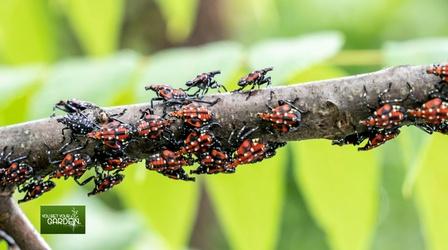Video thumbnail: You Bet Your Garden You Bet Your Garden Ep: 147 Invasive Insects