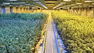 Delay is likely in NJ’s recreational marijuana sales