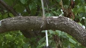 Video thumbnail: Backyard Farmer Backyard Farmer: Lauritzen Gardens and Choosing an Aborist