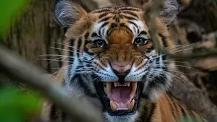 How Nepal Tripled Their Tiger Population