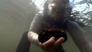 Freshwater Mussels in the Willamette River