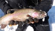 Red Lake Rainbows