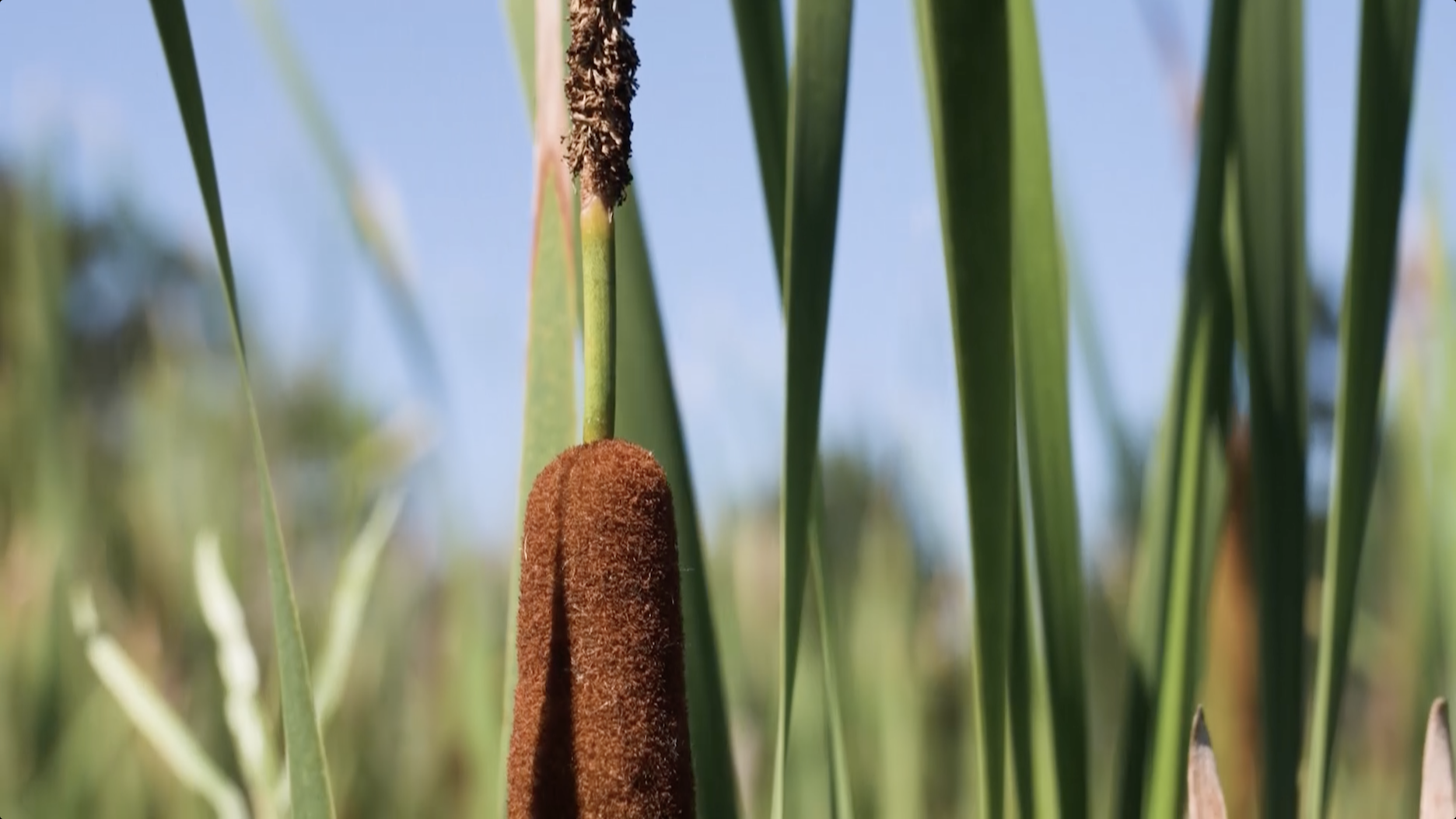 Learn about successful catfish stocking and researchers study invasive hybrid cattails.